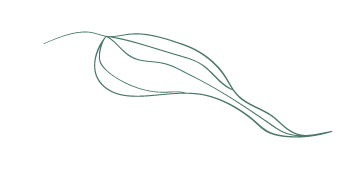Line drawing of a Leaf